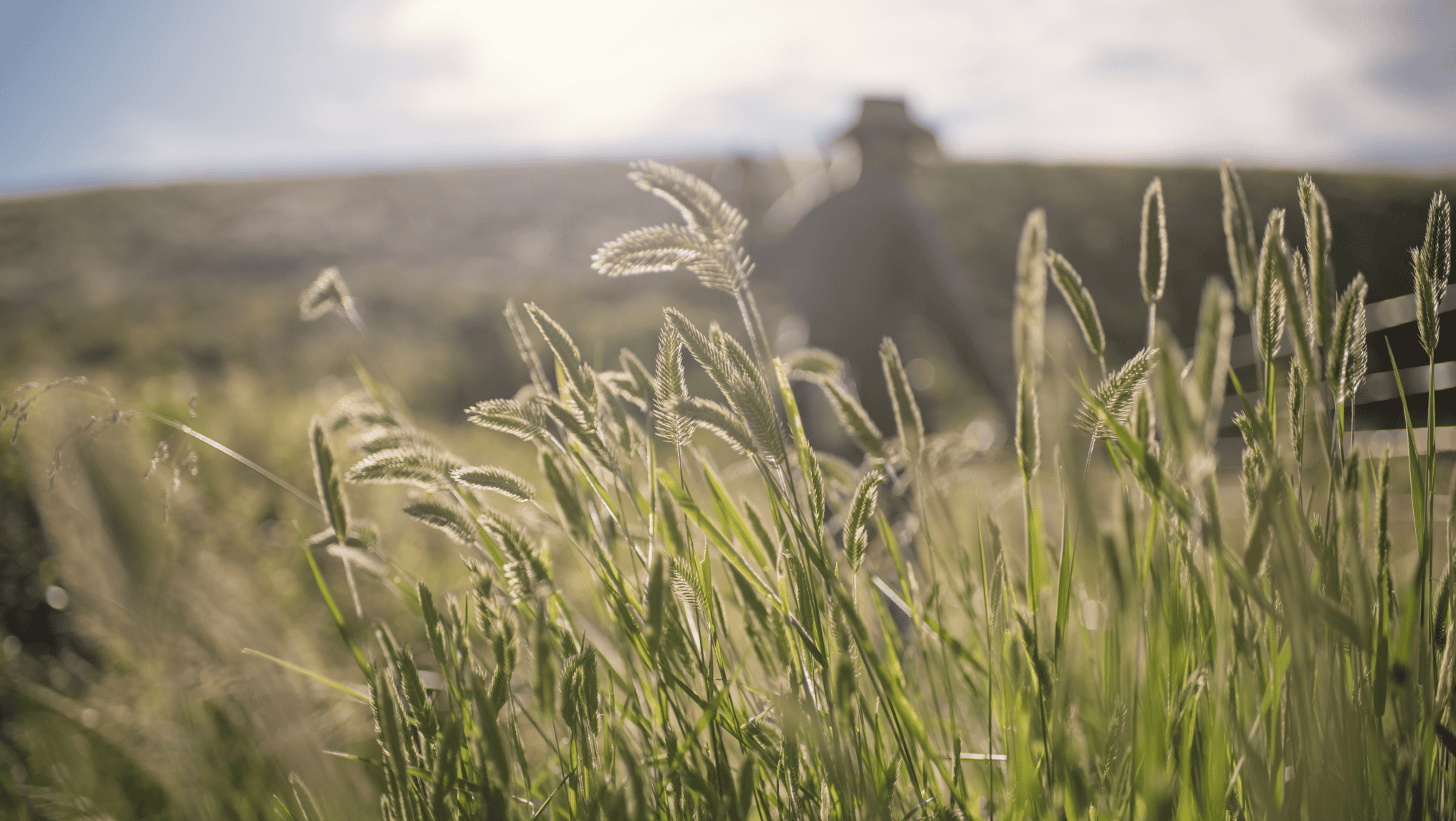 Close-up of tall grass in sunlight with a blurred person in a hat standing on a grassy hill, reflecting the peaceful setting where farm income trends may shape daily life heading into 2025.