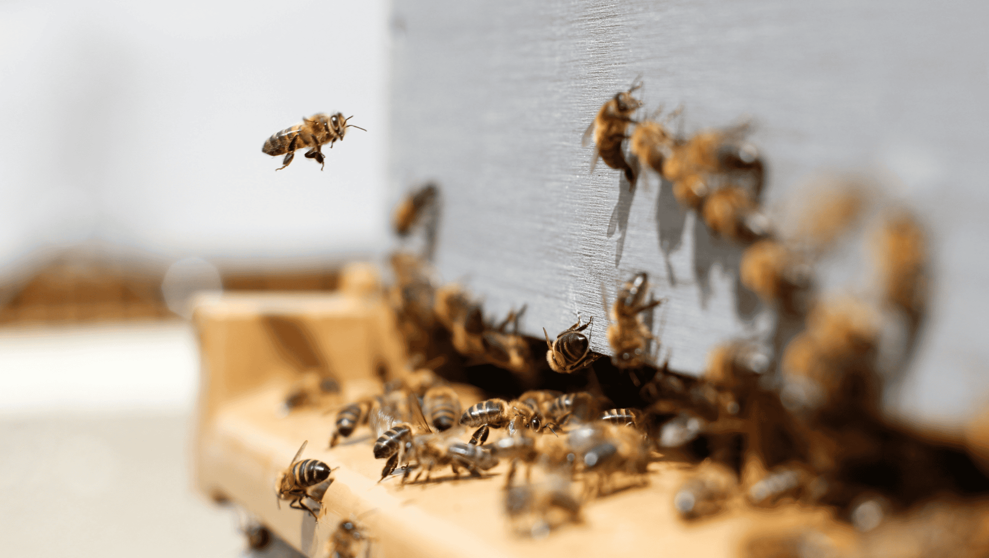 Several bees gather and fly around the entrance of a beehive, with one bee in midair near the hive opening, highlighting the importance of strengthening pollinator habitats on farmland.
