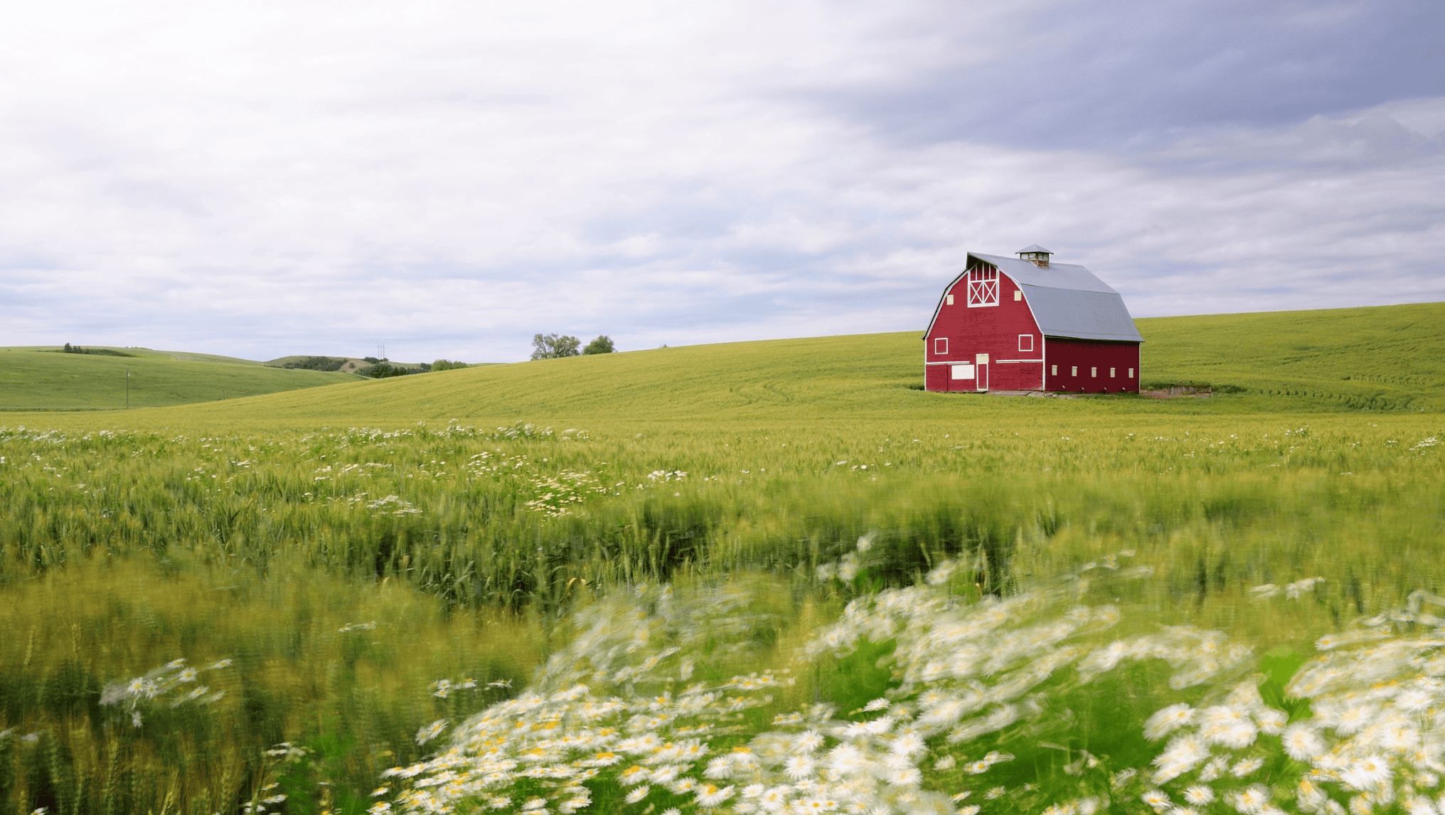 A red barn with a white roof stands alone in a green field of grass and wildflowers, reflecting the spirit of U.S. agriculture under a cloudy sky.