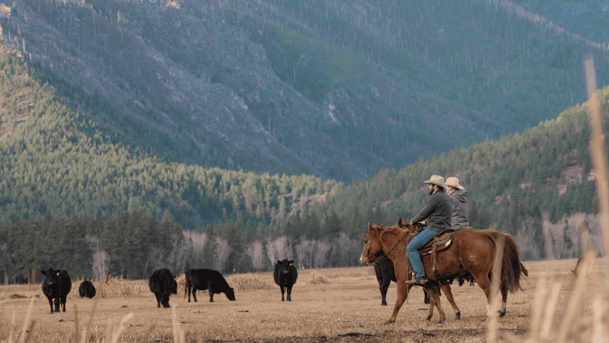 Two ranchers wearing hats ride horses through a field with grazing black cattle, set against forested mountains—a classic scene reflecting the hardworking spirit behind today’s positive Cattle Market Outlook.